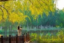麻豆文化传媒免费APP-麻豆文化传媒，开启免费APP新体验的绿色门户